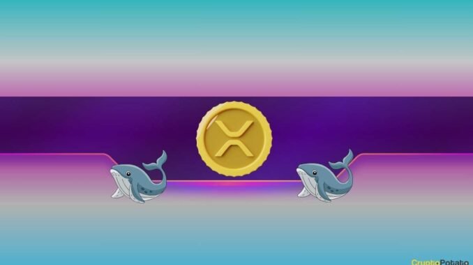 Ripple, Dogecoin Whales Bought the Dip as XRP, DOGE Prices Ripple, Dogecoin Whales Bought the Dip as XRP, DOGE Prices Soar