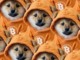 Why Bitcoin's Biggest Meme Coin Just Bridged Over to Solana