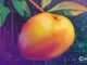 Judge Overturns Key Convictions in $110M Mango Markets Crypto Case