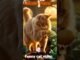 Funny cat video #cat #cartoon #ai #news #catlovers #love #trending #shortvideo #pets #funny #viral